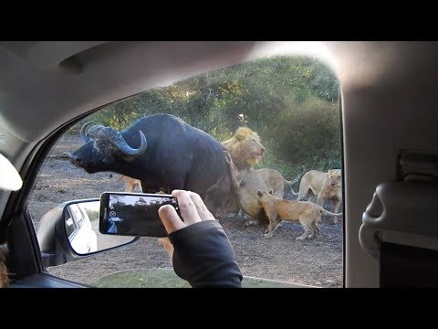 LIONS EAT BUFFALO (OUCH)