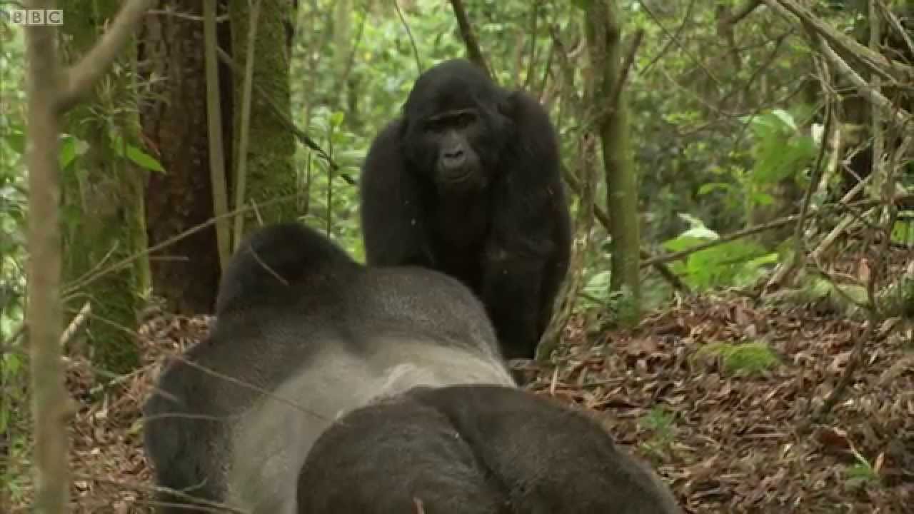 Gorilla Mating (Beta Male)