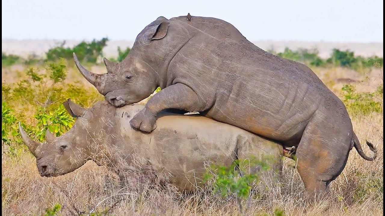 animal sex video animal sex video