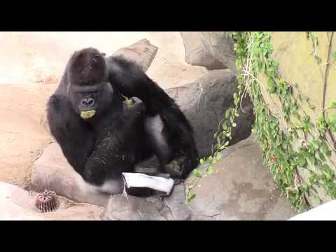 Very confident gorilla CONSUMES own feces!