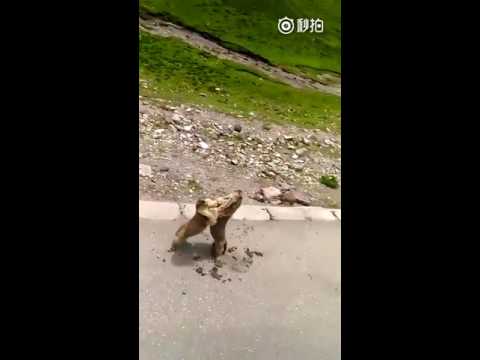 VICIOUS SQUIRREL BRAWL IN THE MIDDLE OF THE STREET