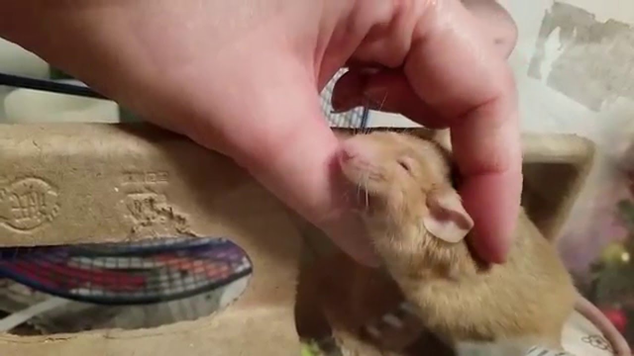 PETTING MOUSE!!!!