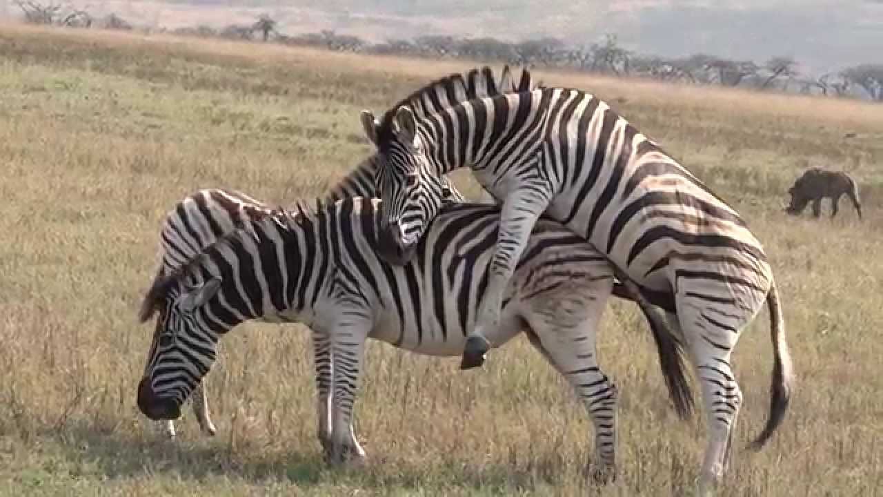 Zebra Reproduction Video.