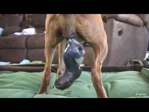 Standing Birth Of Dog Video