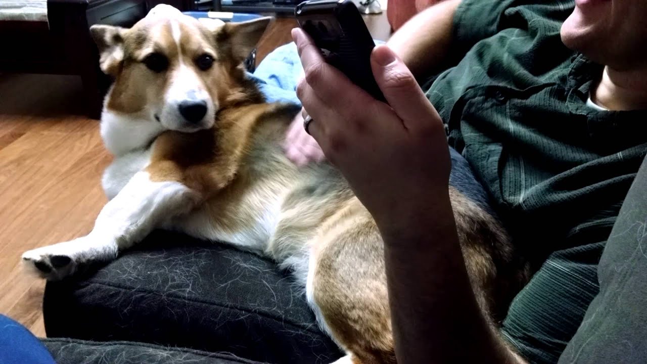 Corgi Getting Petted Good