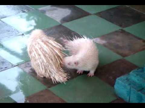 Exotic Albino Porcupine Mating Procedure (Extremely technical)