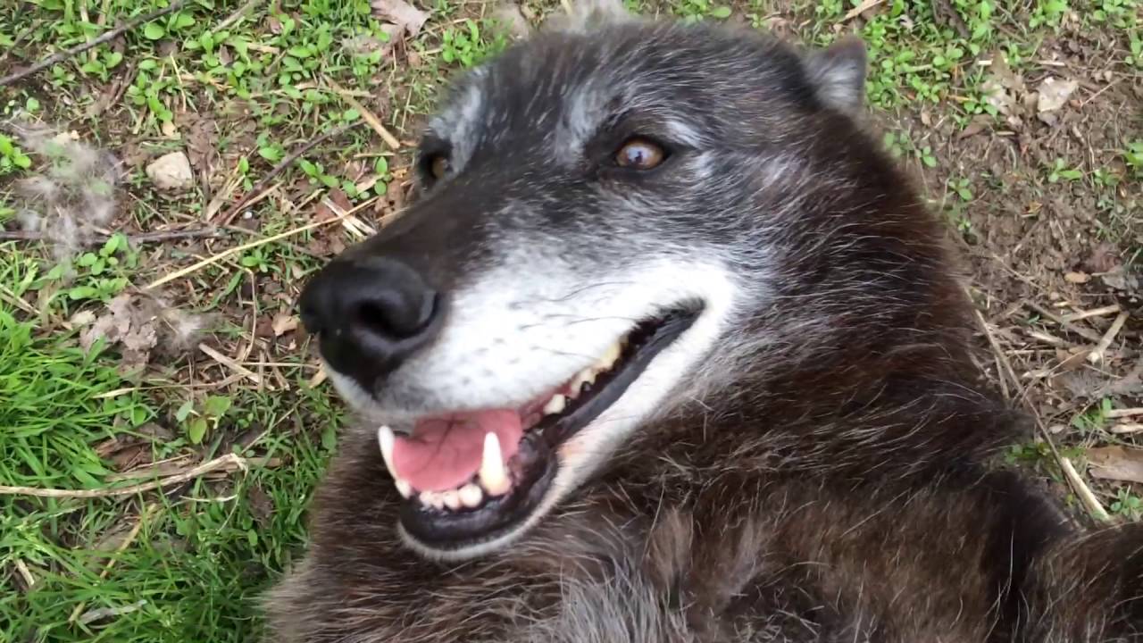 Happy Wolf Getting Petted