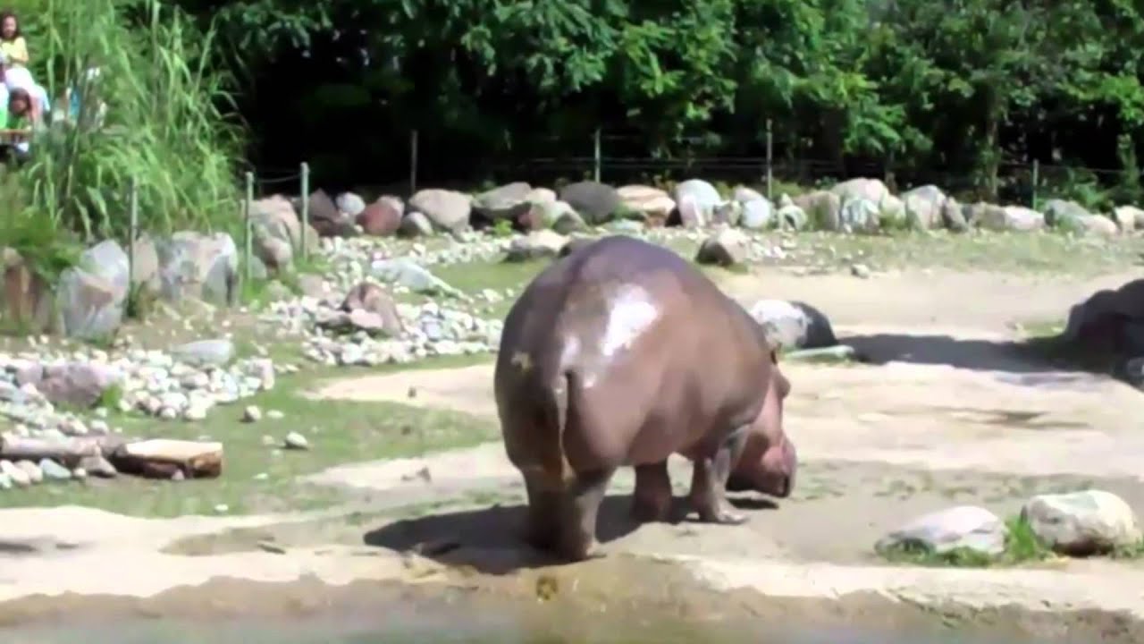 Hippo Fart/Poo Vid