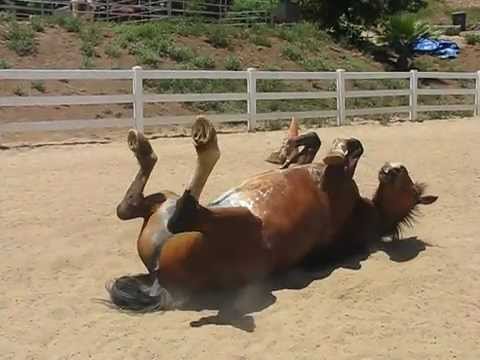 Horse Fart Vid