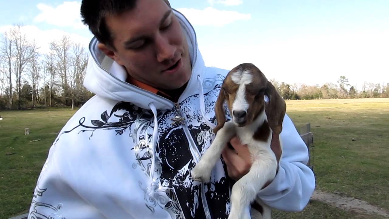 Petting Lil Baby Goat