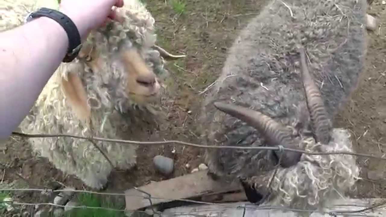 Petting Big Ass Goats With Curly Hair