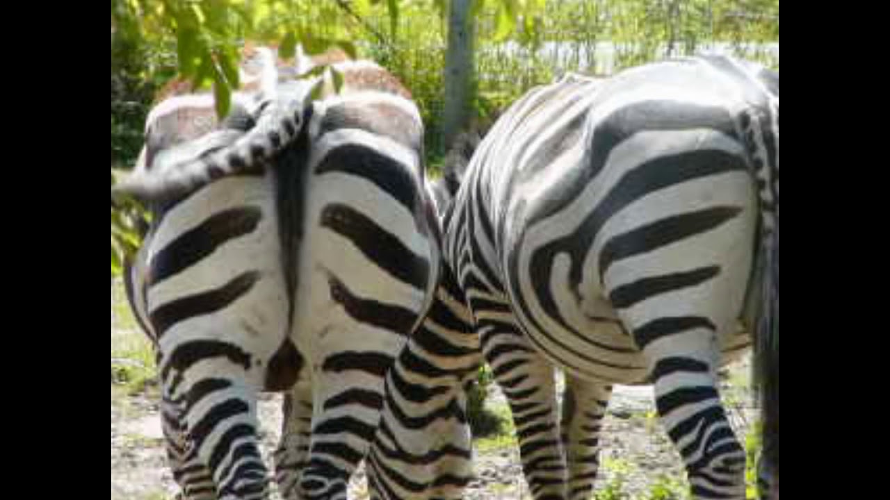 Zebra Fart Vid