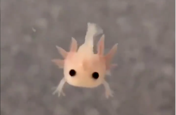 Extremely Tiny Axolotl Looking Like A Damn PokeMon