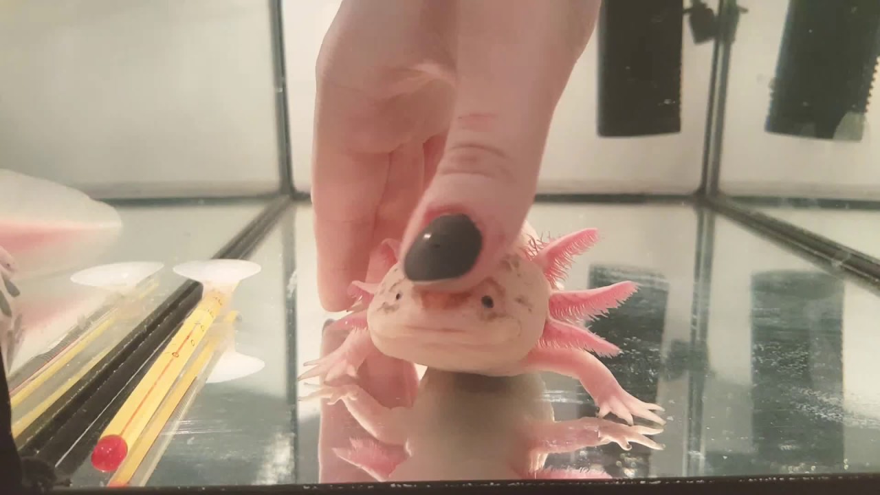Axolotl Getting Petted Good!