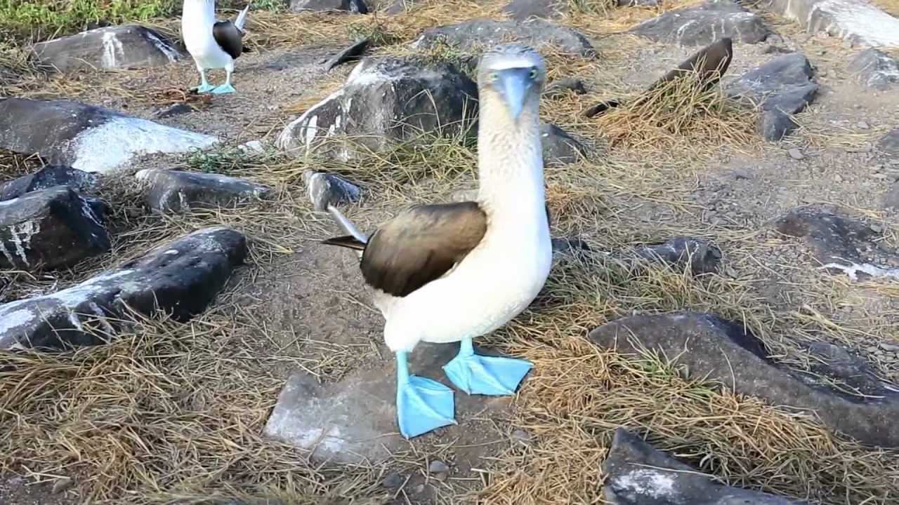 Blue Footed Boobys Grinding On Each Other In The Club!