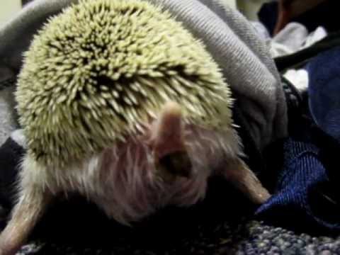 Constipated Hedgehog! He needs some Metamucil!