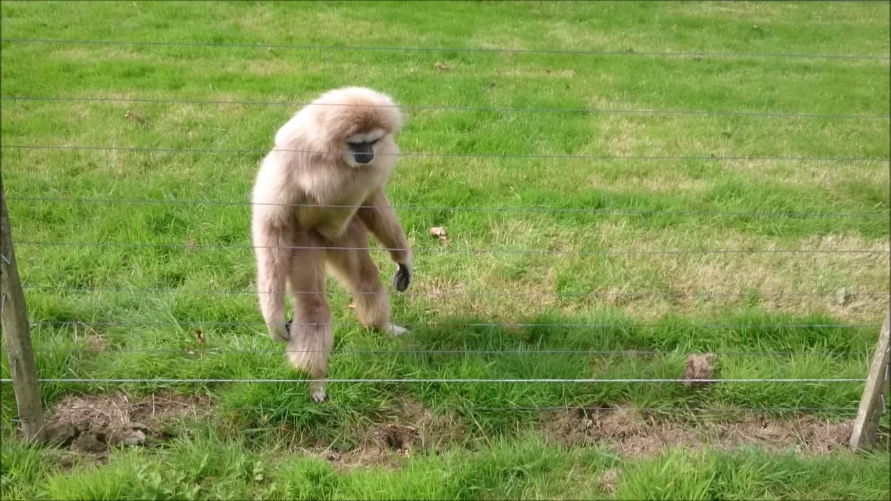 Gibbon monkey goes crazy looking at cute little hedgehog! WOW!