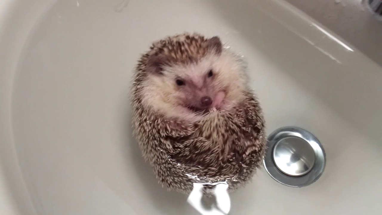 Hedgehog extremely relaxed floating in some water!