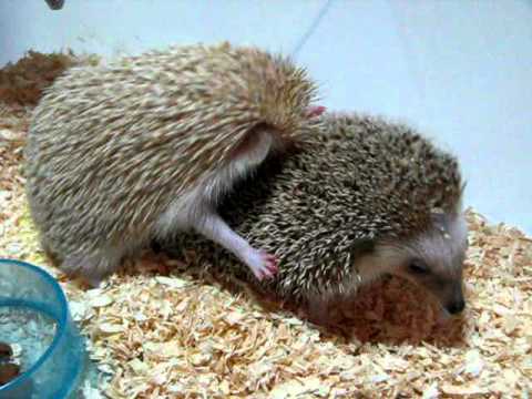 Hedgehogs consummating marriage