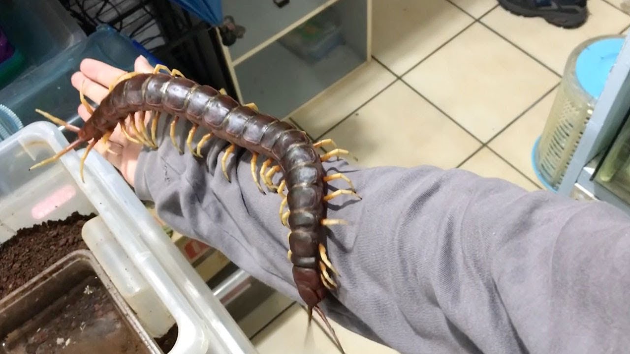 HUGE CENTIPEDE CRAWLS ALL OVER HIS BRO!!!!! DAMN!!!!