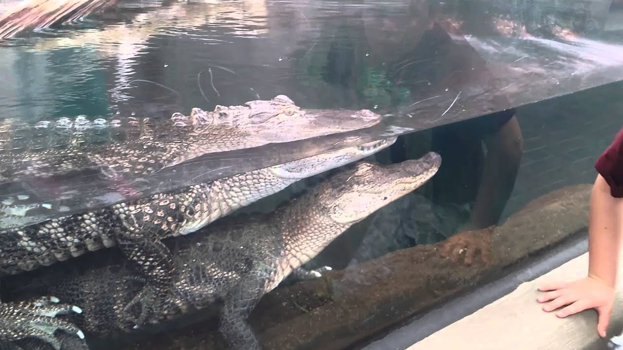 Alligators Love Each other (Pretty boring)