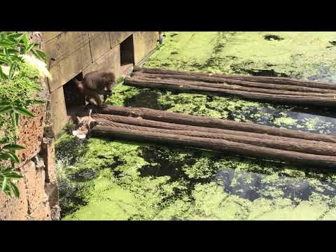 BABOON Eats Duckling