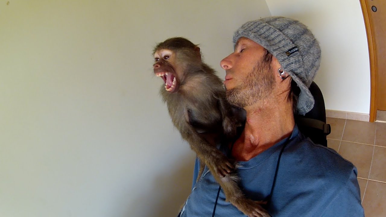 Man raises baboon, nice vid