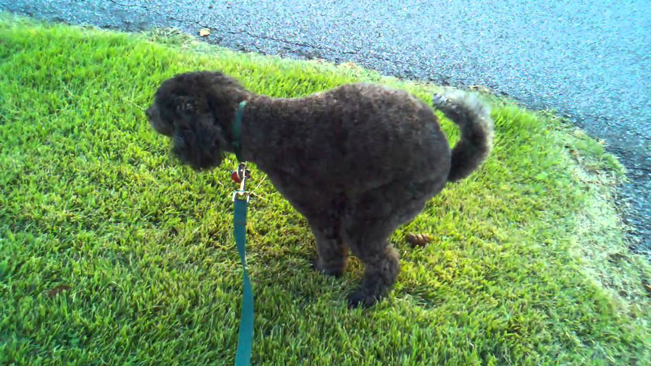 Groomed Poodle Poops! Nice!