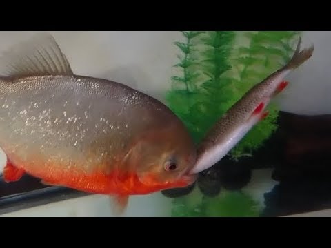 Piranha Chowing Down