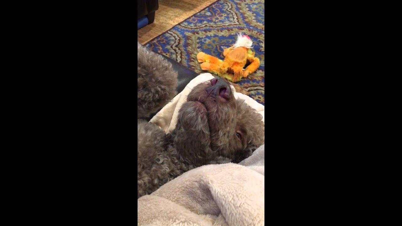 Poodle Mad When Owner Stops Petting!