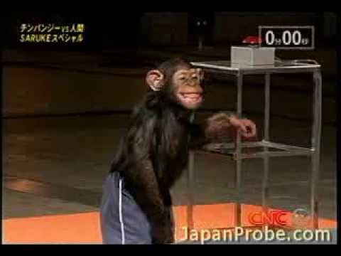 Chimpanzee blows through Ninja Warrior course