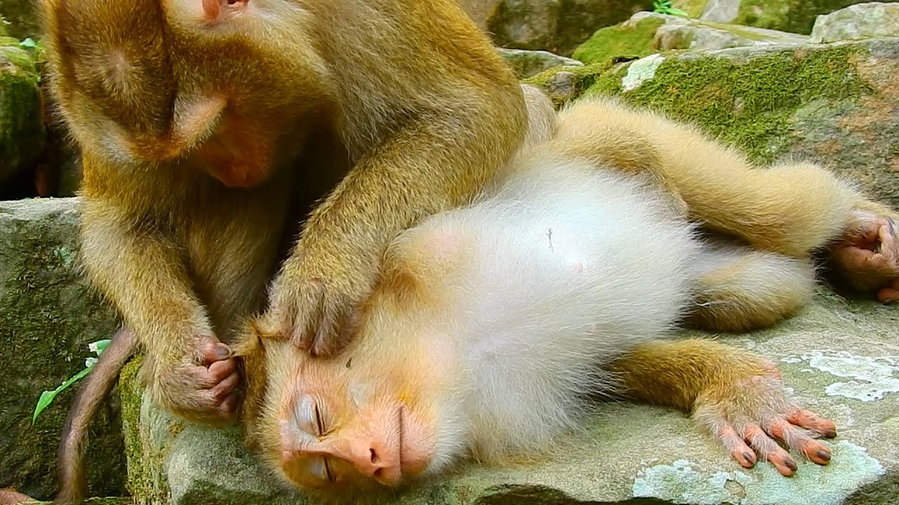 Monkey getting petted