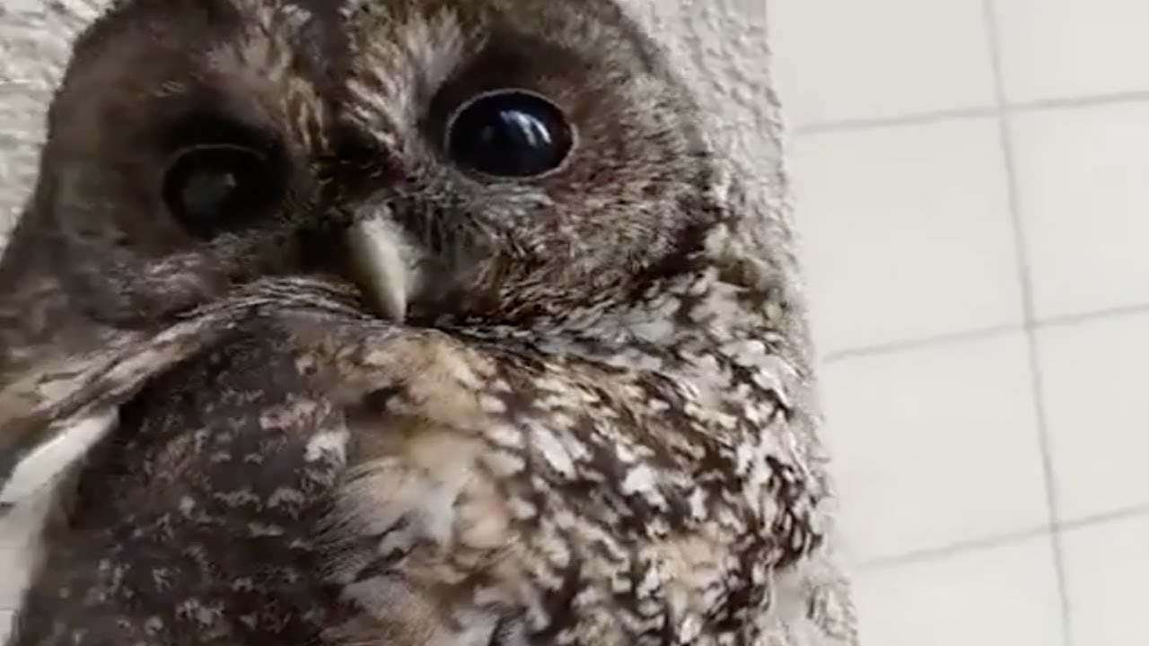 Another Owl Petting Video