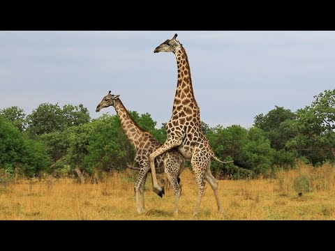 Giraffe mating