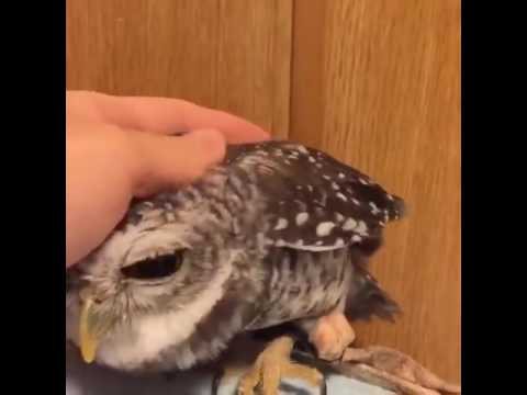 Petting an Owl