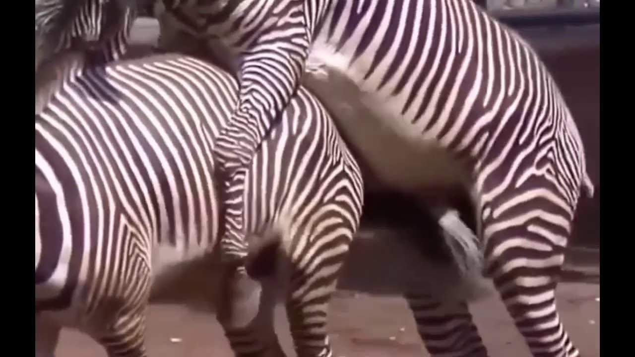 Zebras in love