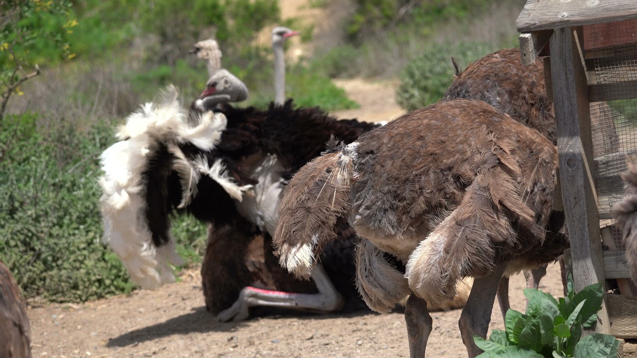 Ostriches mating