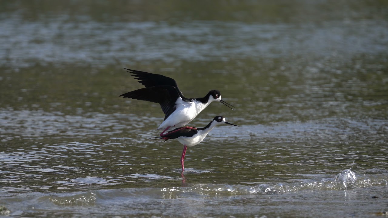 Stilts mating