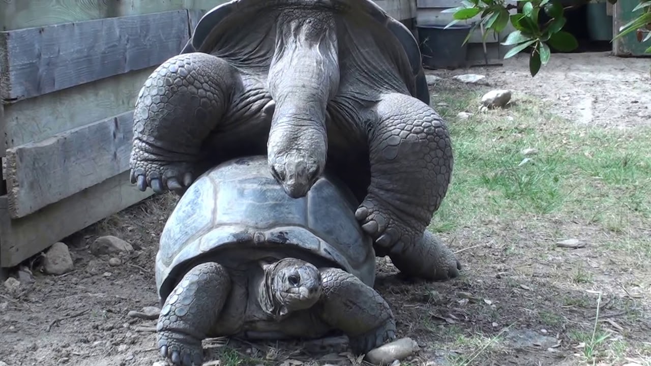 Tortoise mating
